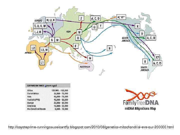 http: //coyoteprime-runningcauseicantfly. blogspot. com/2010/08/genetics-mitochondrial-eve-our-200000. html 