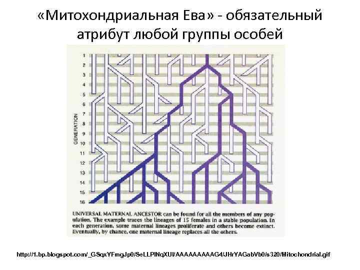  «Митохондриальная Ева» - обязательный атрибут любой группы особей http: //1. bp. blogspot. com/_GSqx.