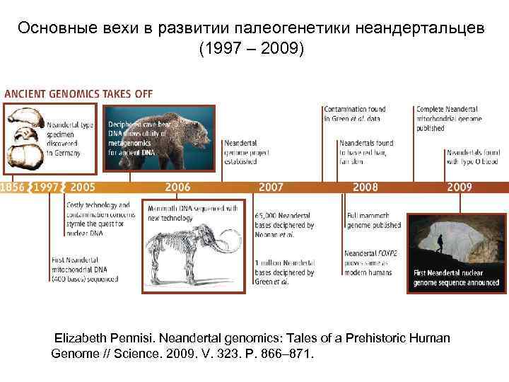 Основные вехи в развитии палеогенетики неандертальцев (1997 – 2009) Elizabeth Pennisi. Neandertal genomics: Tales