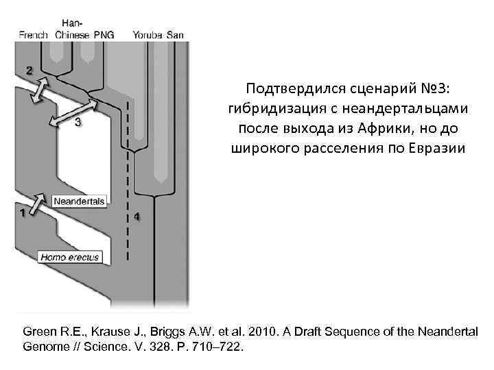 Подтвердился сценарий № 3: гибридизация с неандертальцами после выхода из Африки, но до широкого