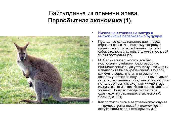 Вайпулданья из племени алава. Первобытная экономика (1). • Ничего не оставляя на завтра и