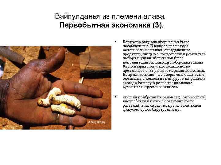Вайпулданья из племени алава. Первобытная экономика (3). • Богатство рациона аборигенов было несомненным. В