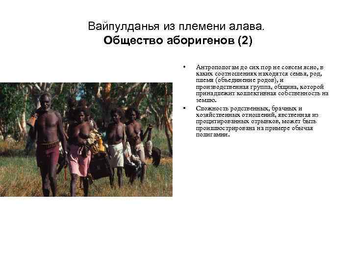 Вайпулданья из племени алава. Общество аборигенов (2) • • Антропологам до сих пор не