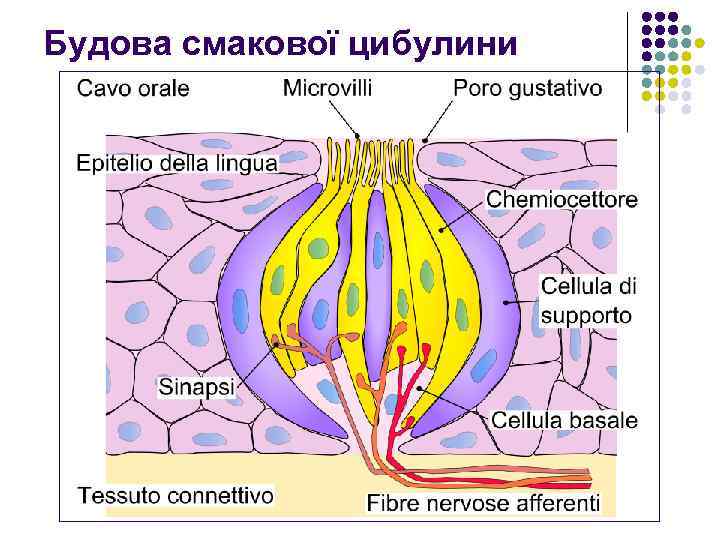 Будова смакової цибулини 