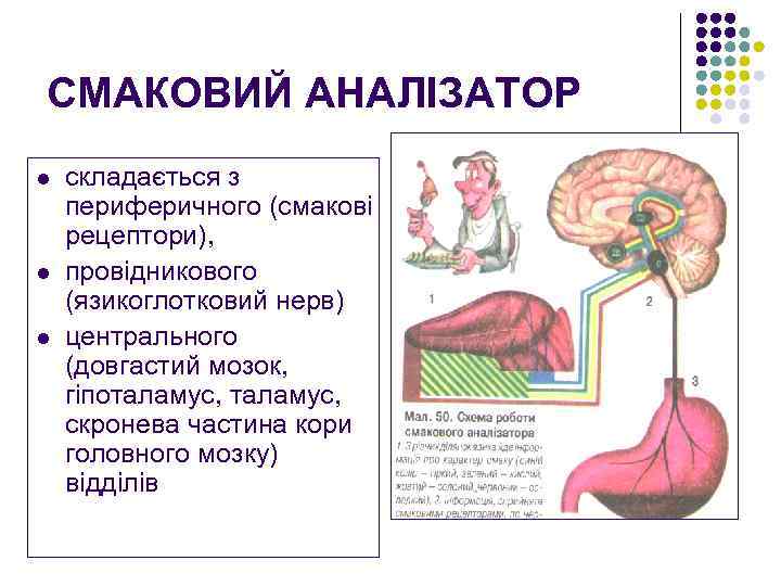 СМАКОВИЙ АНАЛІЗАТОР l l l складається з периферичного (смакові рецептори), провідникового (язикоглотковий нерв) центрального