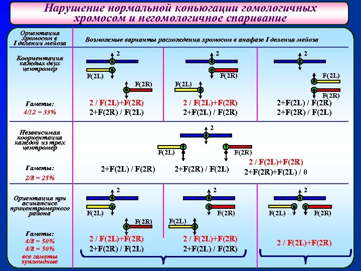 Нарушение нормальной коньюгации гомологичных хромосом и негомологичное спаривание Ориентация хромосом в I делении мейоза