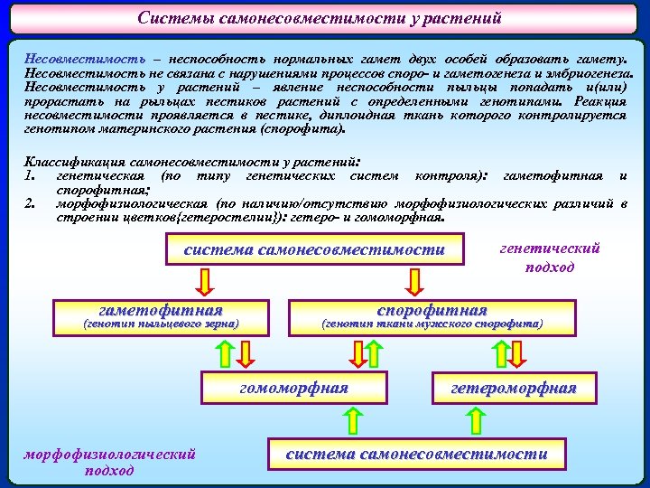 Системы самонесовместимости у растений Несовместимость – неспособность нормальных гамет двух особей образовать гамету. Несовместимость