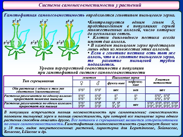Системы самонесовместимости у растений Гаметофитная самонесовместимость определяется генотипом пыльцевого зерна. s 1 s 3