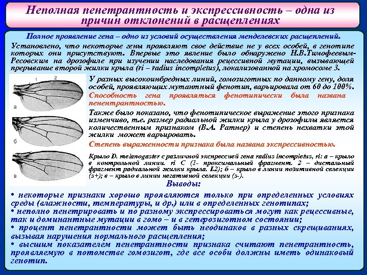 Неполная пенетрантность и экспрессивность – одна из причин отклонений в расщеплениях Полное проявление гена