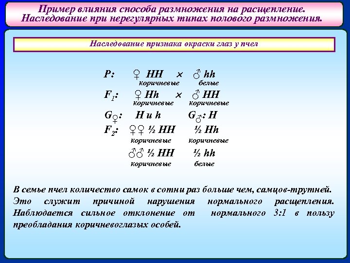 Пример влияния способа размножения на расщепление. Наследование при нерегулярных типах полового размножения. Наследование признака
