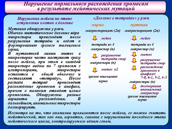 Нарушение нормального расхождения хромосом в результате мейотических мутаций «Деление в тетрадах» у ржи Нарушения