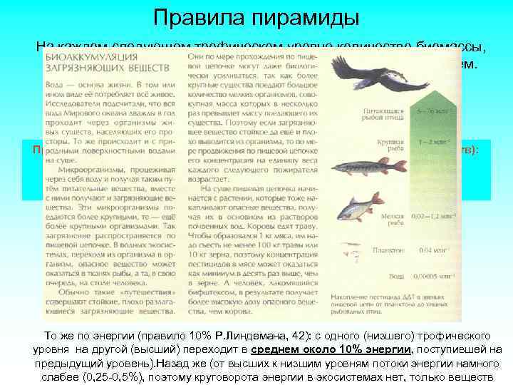 Правила пирамиды На каждом следующем трофическом уровне количество биомассы, создаваемое за единицу времени, меньше,