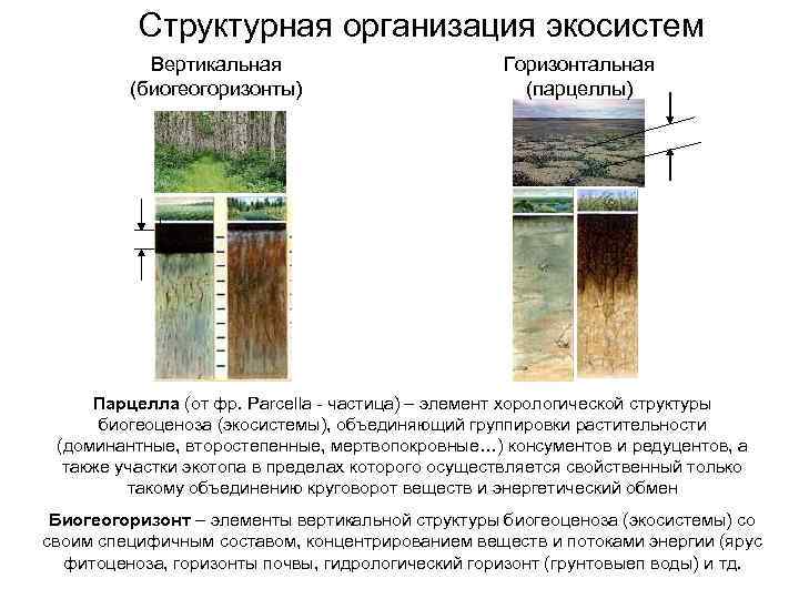 Структурная организация экосистем Вертикальная (биогеогоризонты) Горизонтальная (парцеллы) Парцелла (от фр. Parcella - частица) –