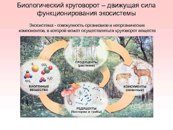Роль оленя в биологическом круговороте