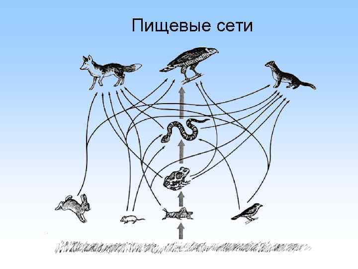 Пищевые сети 