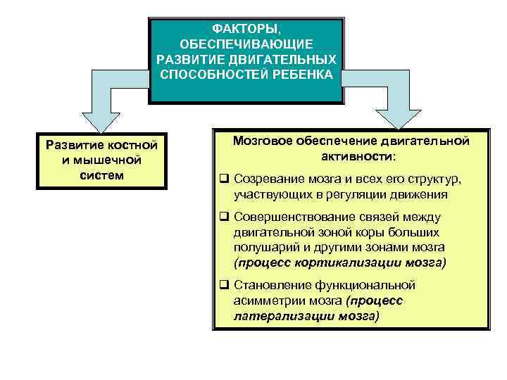 ФАКТОРЫ, ОБЕСПЕЧИВАЮЩИЕ РАЗВИТИЕ ДВИГАТЕЛЬНЫХ СПОСОБНОСТЕЙ РЕБЕНКА Развитие костной и мышечной систем Мозговое обеспечение двигательной