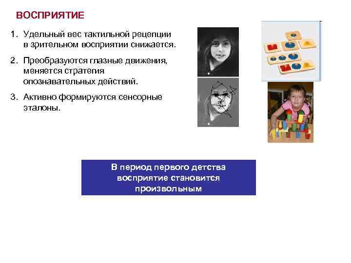 ВОСПРИЯТИЕ 1. Удельный вес тактильной рецепции в зрительном восприятии снижается. 2. Преобразуются глазные движения,