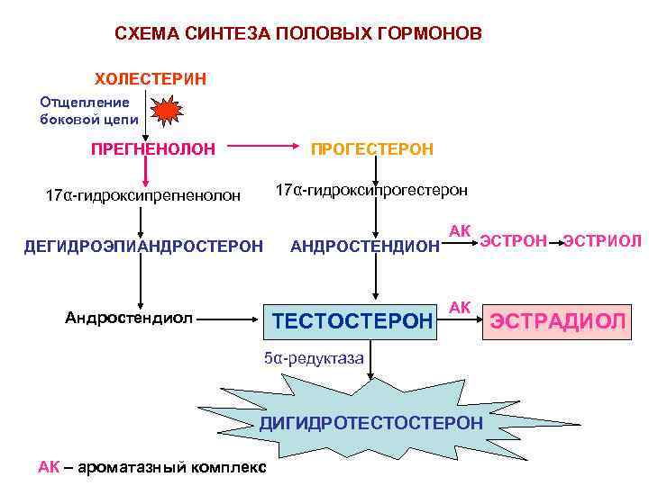 Схема работы гормонов