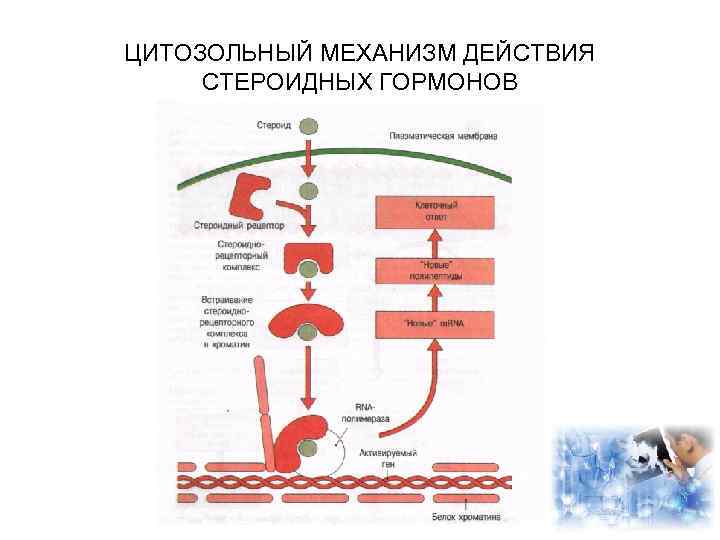 ЦИТОЗОЛЬНЫЙ МЕХАНИЗМ ДЕЙСТВИЯ СТЕРОИДНЫХ ГОРМОНОВ 