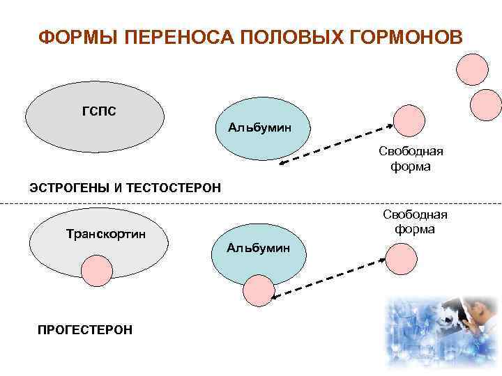 Половые гормоны презентация