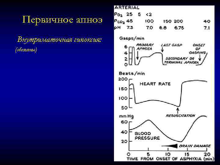Первичное апноэ Внутриматочная гипоксия: (обезьяны) 
