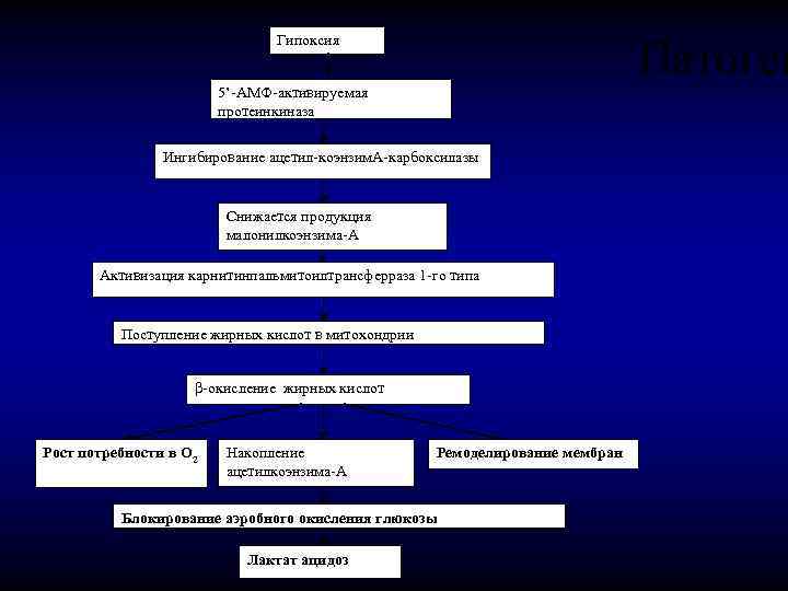  Патоген Гипоксия 5’-АМФ-активируемая протеинкиназа Ингибирование ацетил-коэнзим. А-карбоксилазы Снижается продукция малонилкоэнзима-А Активизация карнитинпальмитоилтрансферраза 1