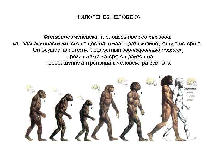 ФИЛОГЕНЕЗ ЧЕЛОВЕКА Филогенез человека, т. е. развитие его как вида, как разновидности живого вещества,