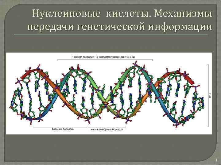 Кто считается открывателем принцип передачи генетической информации изображенного на рисунке