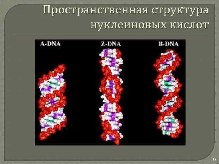 Пространственная структура нуклеиновых кислот 10 