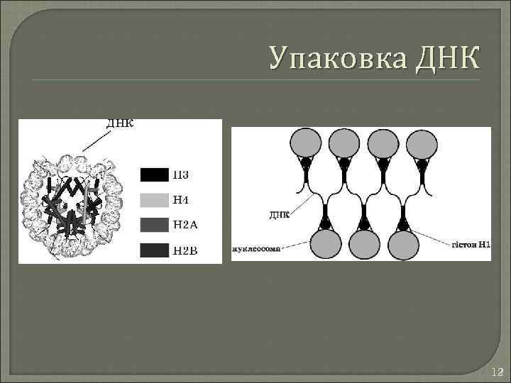 Упаковка ДНК 12 