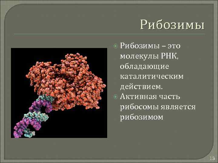 Рибозимы – это молекулы РНК, обладающие каталитическим действием. Активная часть рибосомы является рибозимом 13