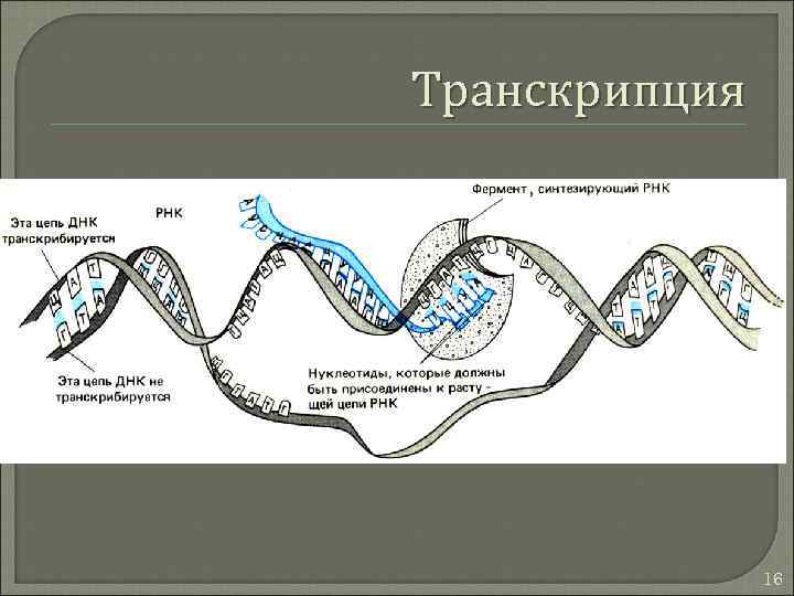 Транскрипция 16 