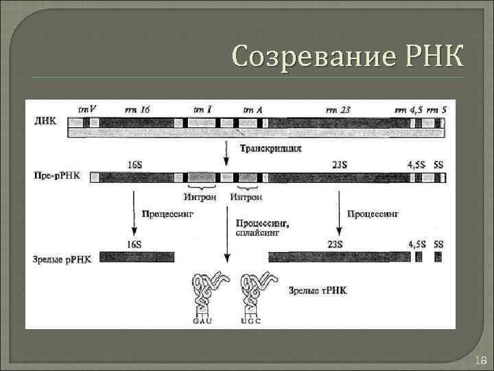 Созревание РНК 18 