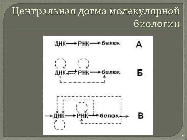 Центральная догма молекулярной биологии 19 