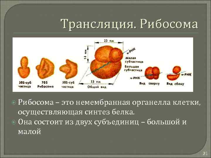 Трансляция. Рибосома – это немембранная органелла клетки, осуществляющая синтез белка. Она состоит из двух