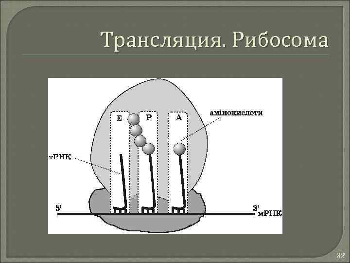 Трансляция. Рибосома 22 