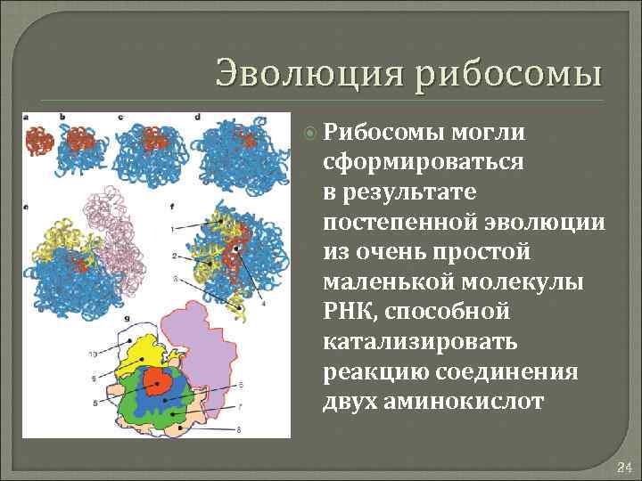 Эволюция рибосомы Рибосомы могли сформироваться в результате постепенной эволюции из очень простой маленькой молекулы