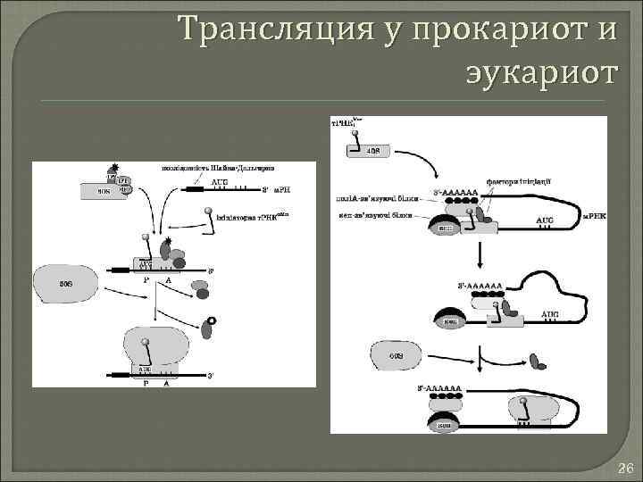 Особенности трансляции у эукариот. Механизм трансляции эукариот. Трансляция у эукариот. Регуляция трансляции у прокариот.