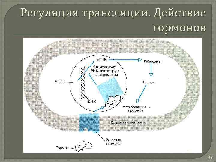 Регуляция трансляции. Действие гормонов 27 