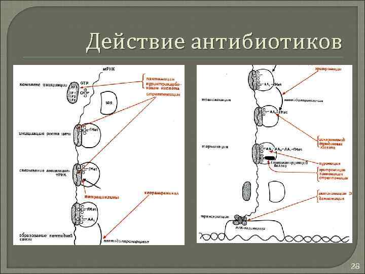 Действие антибиотиков 28 