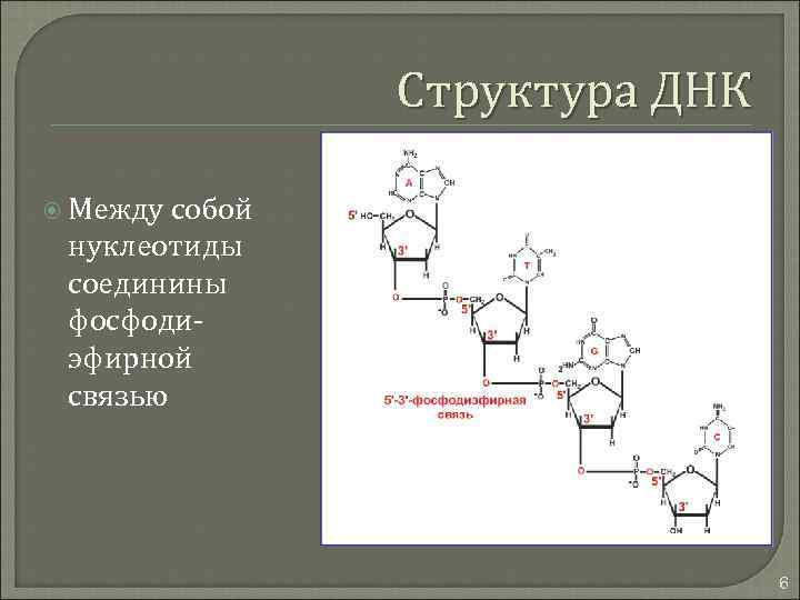 Структура днк связи