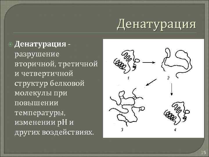 Как называется процесс разрушения белков. Первичная вторичная третичная и четвертичная структуры белков. Разрушение первичной структуры белка.