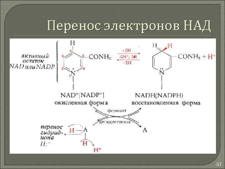 Перенос электрона. Перенос электронов. Над перенос электронов. Какой фермент участвует только в переносе электронов. Белок переносящий электроны.