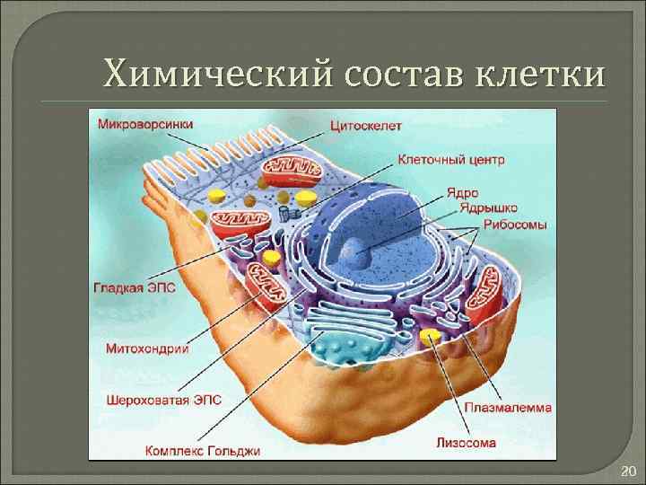 Химический состав клетки 20 