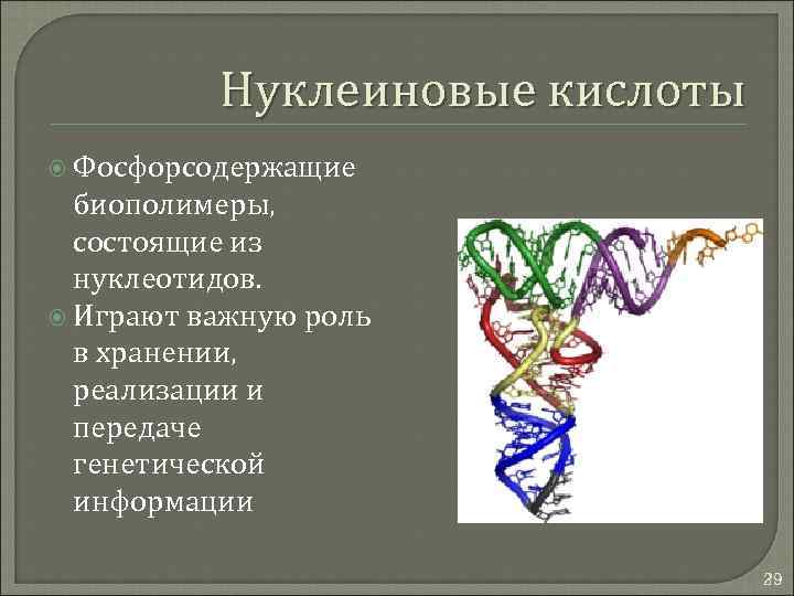 Нуклеиновая кислота функции свойства. Нуклеиновые кислоты. Биополимер ДНК.