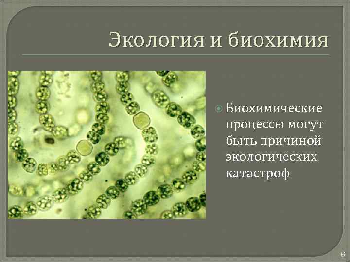 Экология и биохимия Биохимические процессы могут быть причиной экологических катастроф 6 