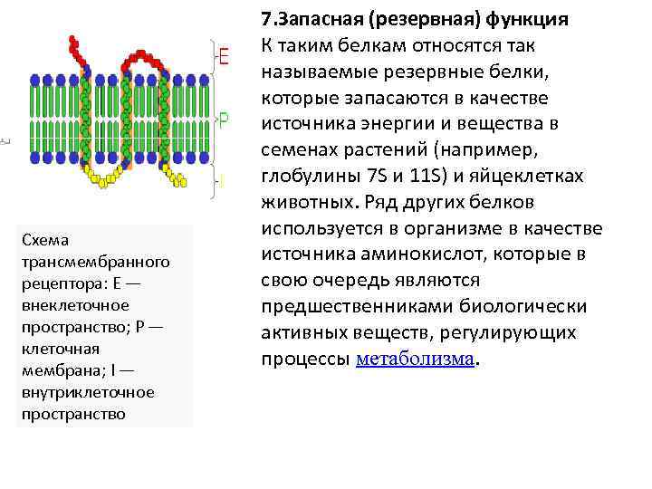 Возможности клетки