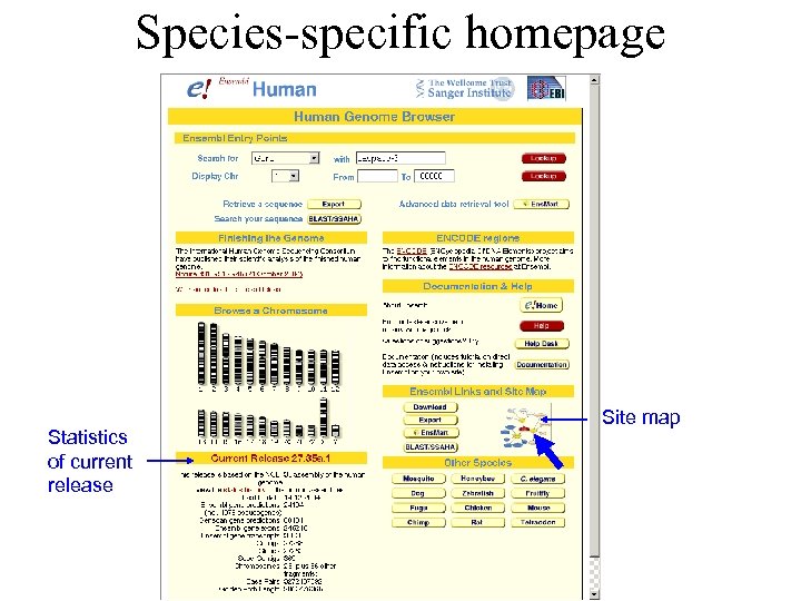 Species-specific homepage Statistics of current release Site map 
