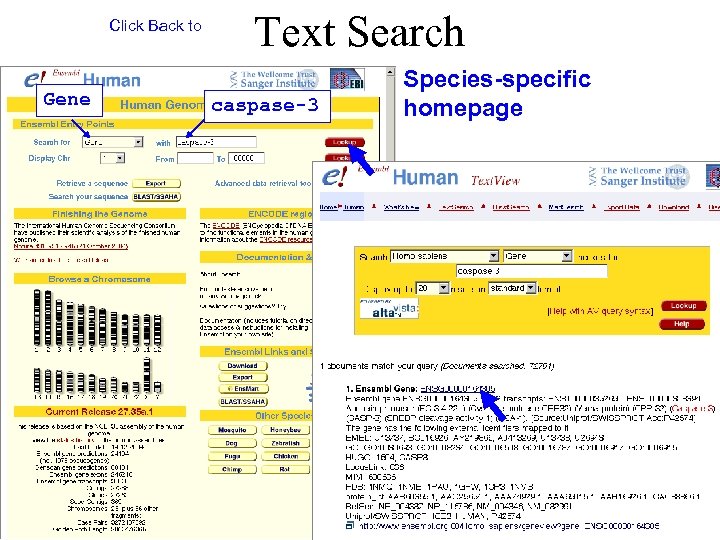 Click Back to Gene Text Search caspase-3 Species-specific homepage 