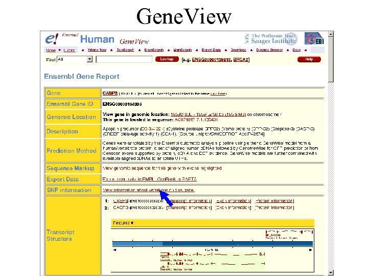 Gene. View 